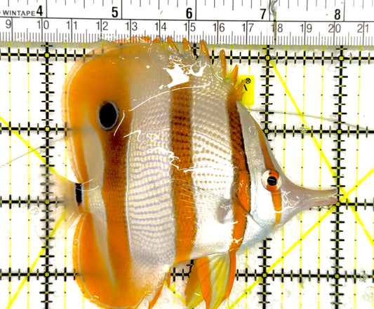 Copperband Butterflyfish CB043001 WYSIWYG Size: L 4.25" approx
