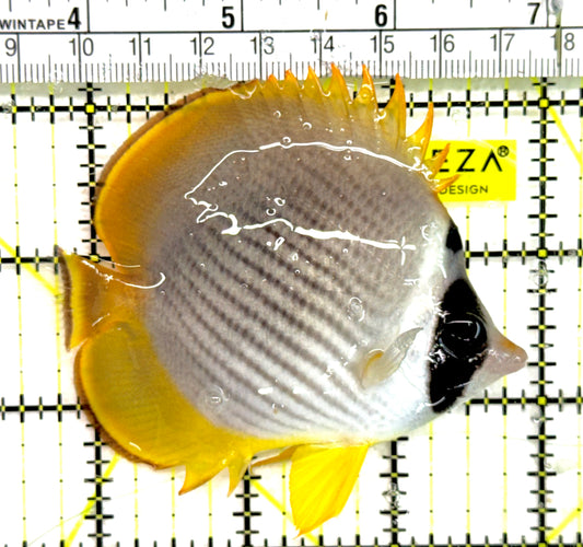 Philippine Panda Butterflyfish PPB043001 WYSIWYS Size: M 3.25" approx