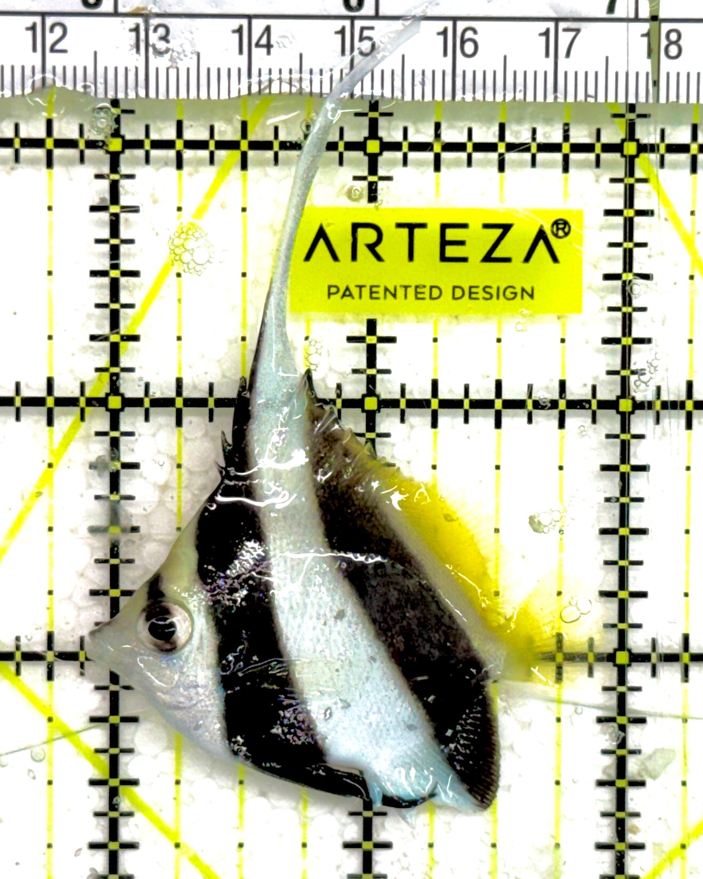 Heniochus Butterflyfish HB050101 WYSIWYG Size: S 2" approx