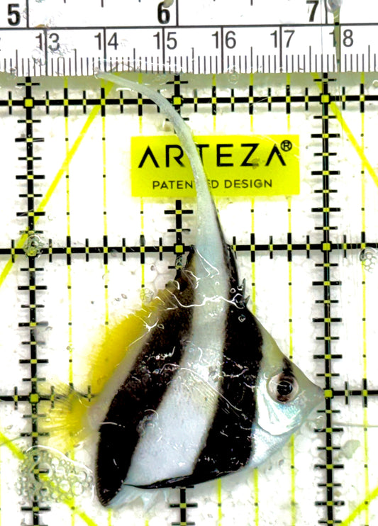 Heniochus Butterflyfish HB050101 WYSIWYG Size: S 2" approx