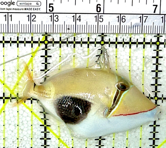 Bursa Triggerfish BT031001 WYSIWYG Size: M 2.75"