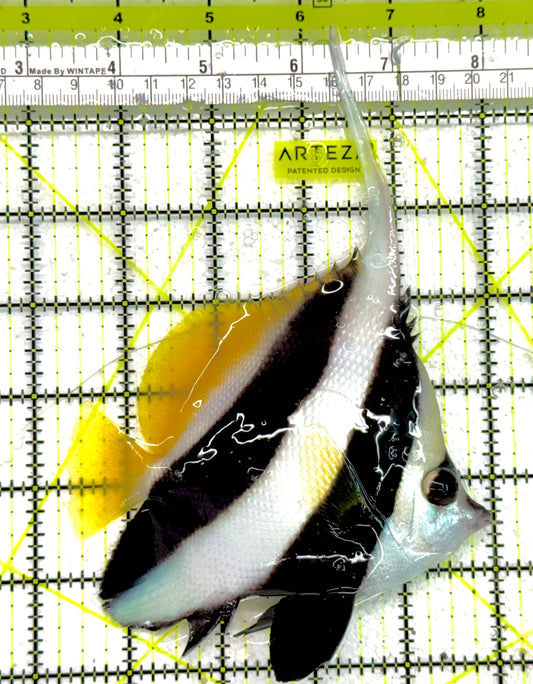 Heniochus Butterflyfish HB050102 WYSIWYG Size: XL 4.75" approx