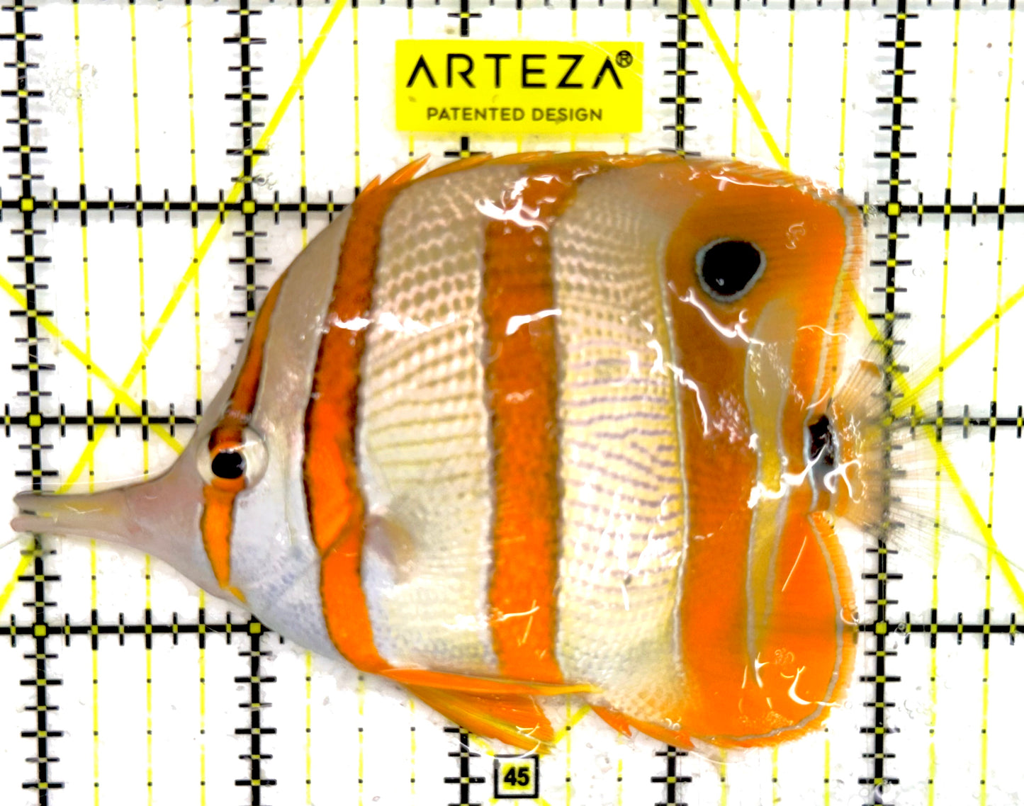 Copperband Butterflyfish CB043002 WYSIWYG Size: L 4.25" approx