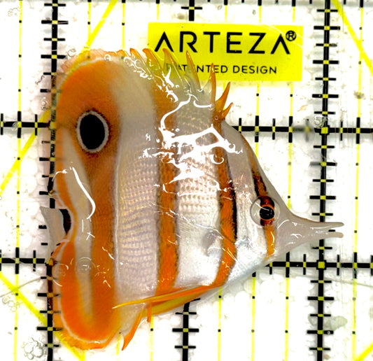 Copperband Butterflyfish CB043003 WYSIWYG Size: S 2.25" approx
