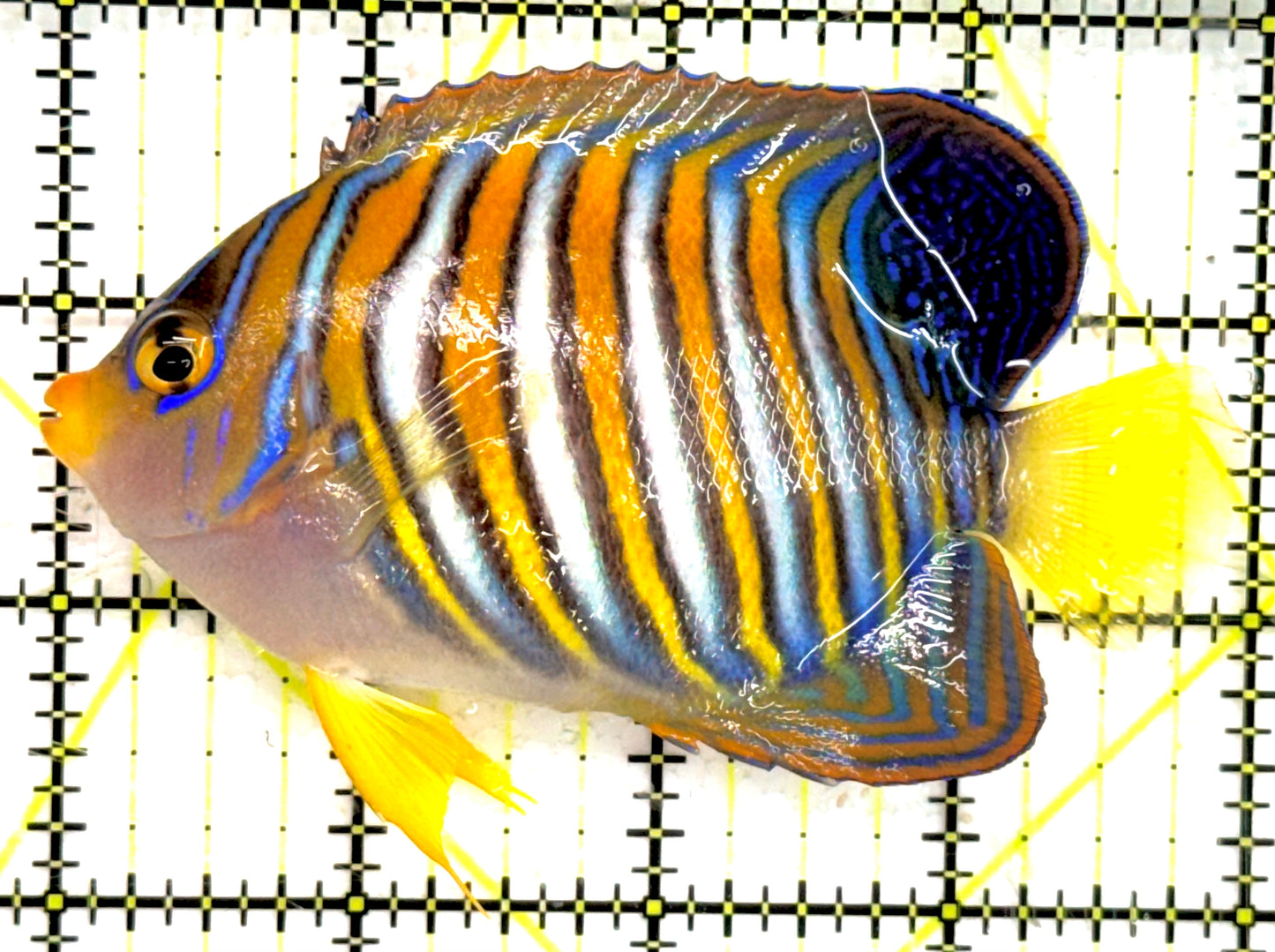 Regal Angelfish RA043001 WYSIWYG Size: M 4" approx