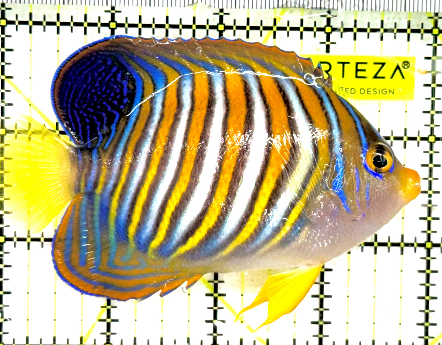 Regal Angelfish RA043001 WYSIWYG Size: M 4" approx