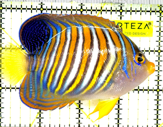 Regal Angelfish RA043001 WYSIWYG Size: M 4" approx