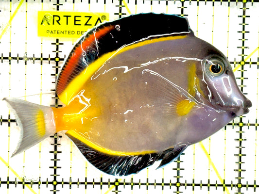 Powder Brown Tang PBT043001 WYSIWYG  Size: M 4" approx