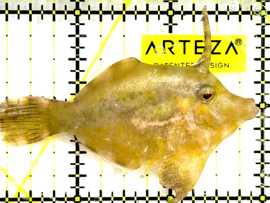 Aiptasia Eating Filefish AEF043001 WYSIWYG Size: M 2.75" approx
