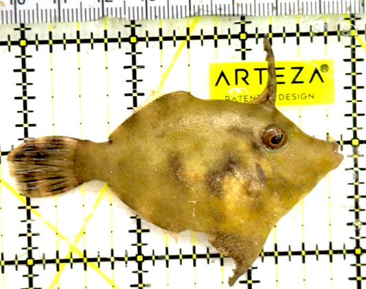 Aiptasia Eating Filefish AEF043002 WYSIWYG Size: M 3 approx