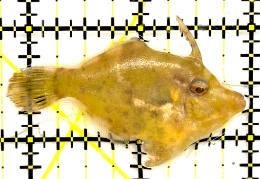 Aiptasia Eating Filefish AEF043003 WYSIWYG Size: M 2 approx
