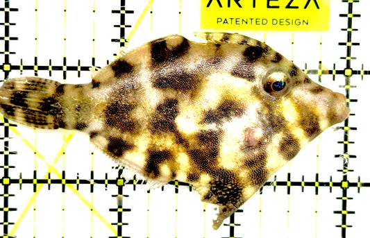 Aiptasia Eating Filefish AEF043001 WYSIWYG Size: M 3" approx