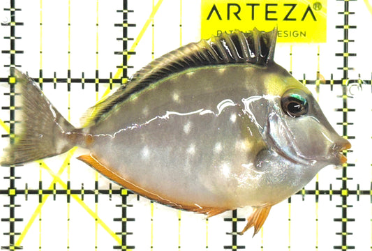 Naso Tang NT043001 WYSIWYG Size: S 3" approx