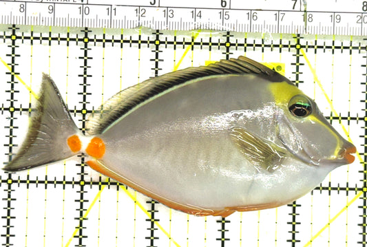 Naso Tang NT043002 WYSIWYG Size: ML 5" approx
