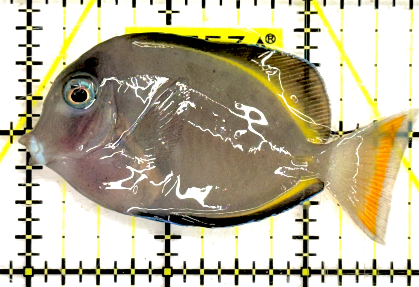 Powder Brown Tang PBT043002 WYSIWYG Size: S 2.75" approx