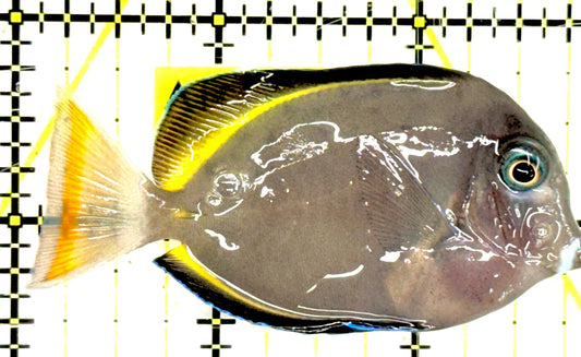 Powder Brown Tang PBT043002 WYSIWYG Size: S 2.75" approx