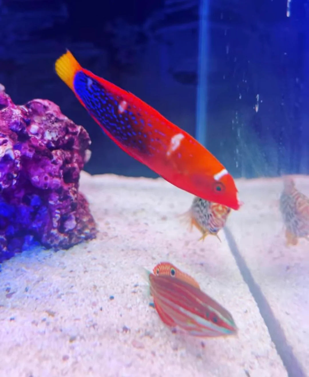 African Red Clown Coris Wrasse Adult Size: M 4" to 5"