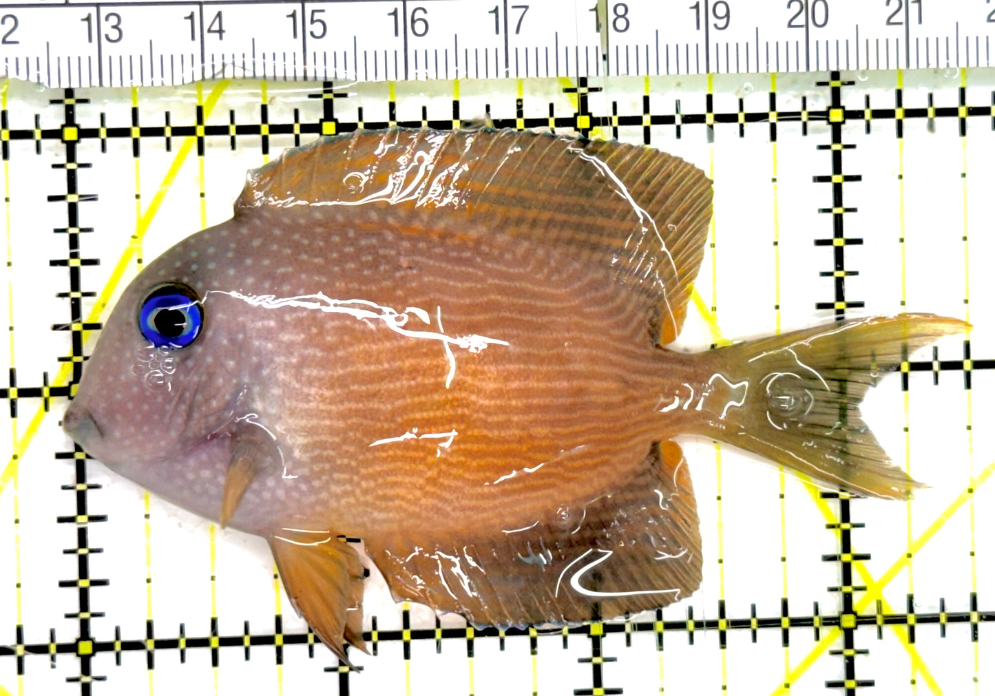 Blue Eye Kole Tang BEKT043001 WYSIWYG Size: M 3.5" approx