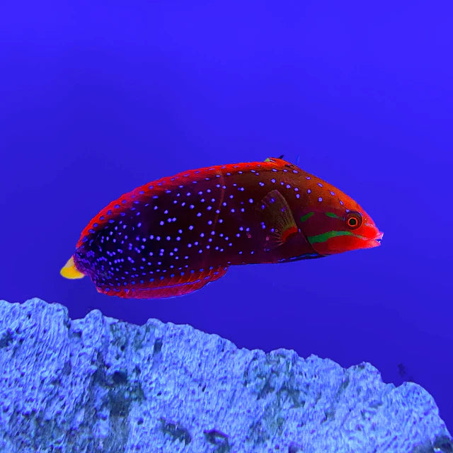 African Red Clown Coris Wrasse Adult Size: M 4" to 5"