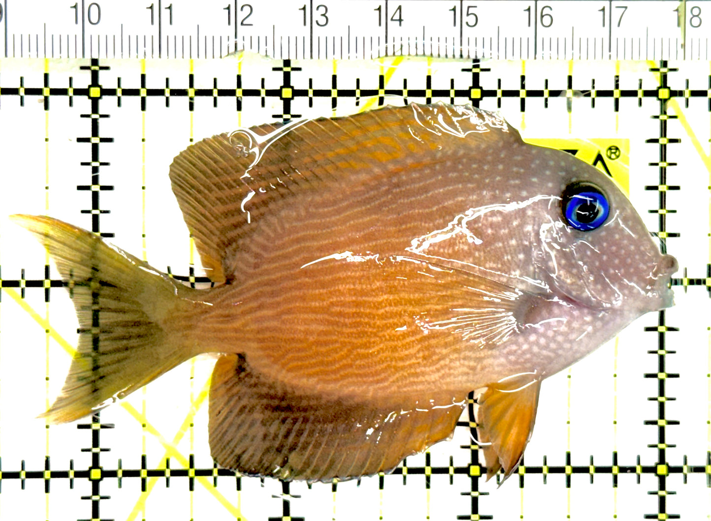Blue Eye Kole Tang BEKT043001 WYSIWYG Size: M 3.5" approx