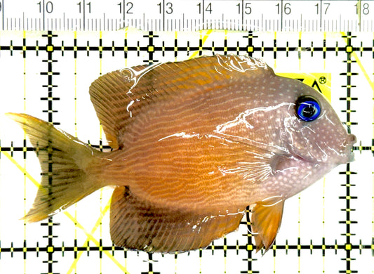 Blue Eye Kole Tang BEKT043001 WYSIWYG Size: M 3.5" approx