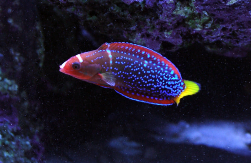 African Red Clown Coris Wrasse Adult Size: M 4" to 5"