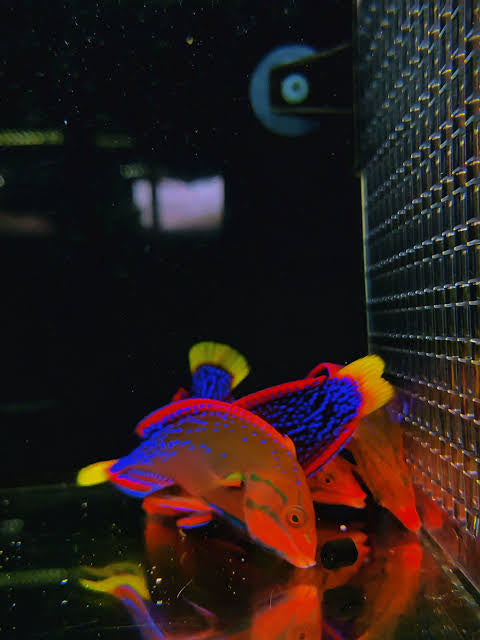 African Red Clown Coris Wrasse Adult Size: M 4" to 5"