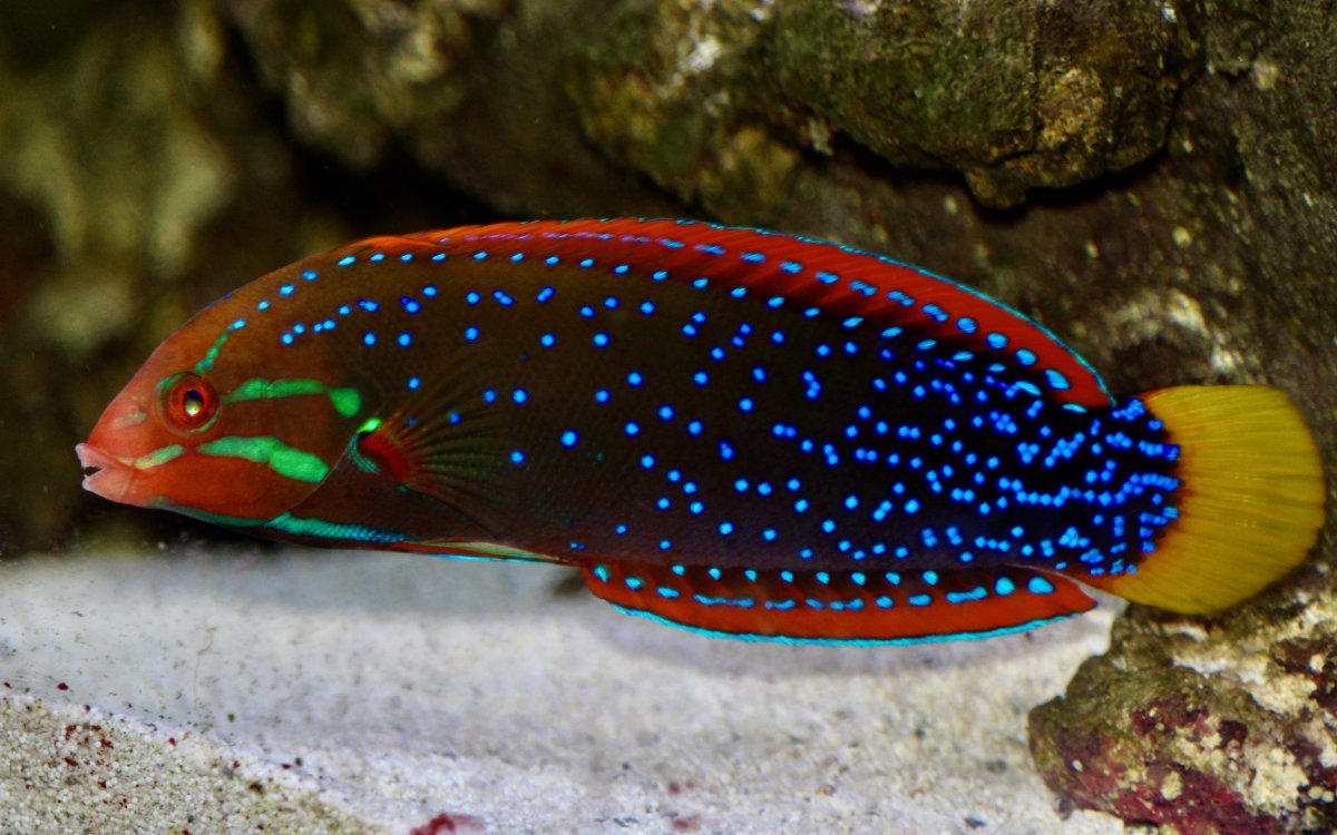 African Red Clown Coris Wrasse Adult Size: M 4" to 5"
