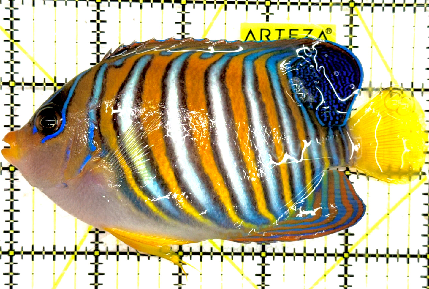Regal Angelfish RA043002 WYSIWYG Size: XL 5" approx