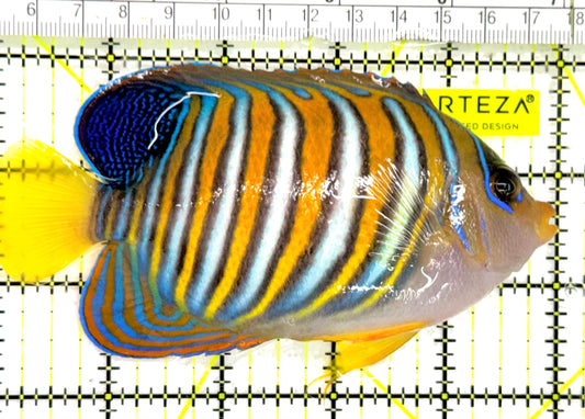 Regal Angelfish RA043002 WYSIWYG Size: XL 5" approx