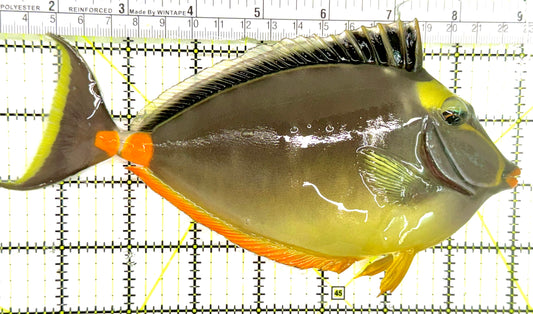 Naso Tang NT050101 WYSIWYG Size: XXL 8" approx