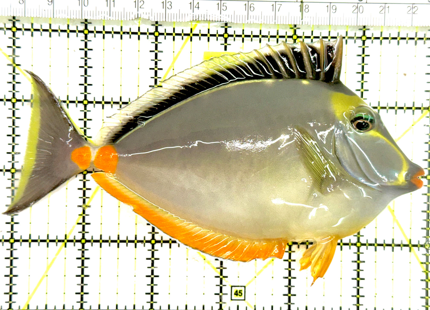 Naso Tang NT050102 WYSIWYG Size: XL 6" approx