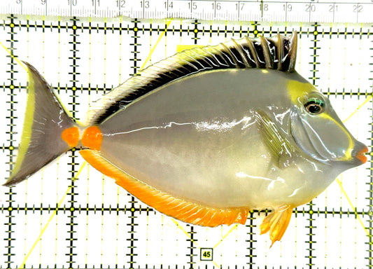 Naso Tang NT050102 WYSIWYG Size: XL 6" approx