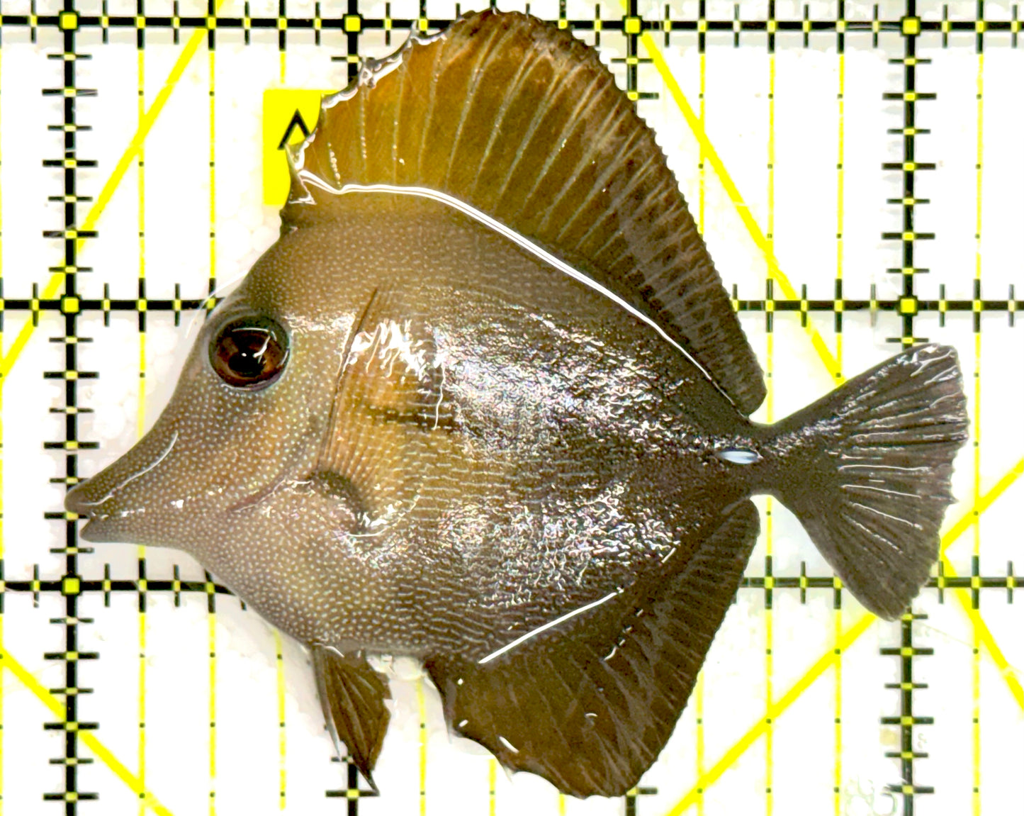 Scopas Tang ST043001 WYSIWYG Size: M 3.25" approx