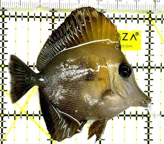 Scopas Tang ST043001 WYSIWYG Size: M 3.25" approx