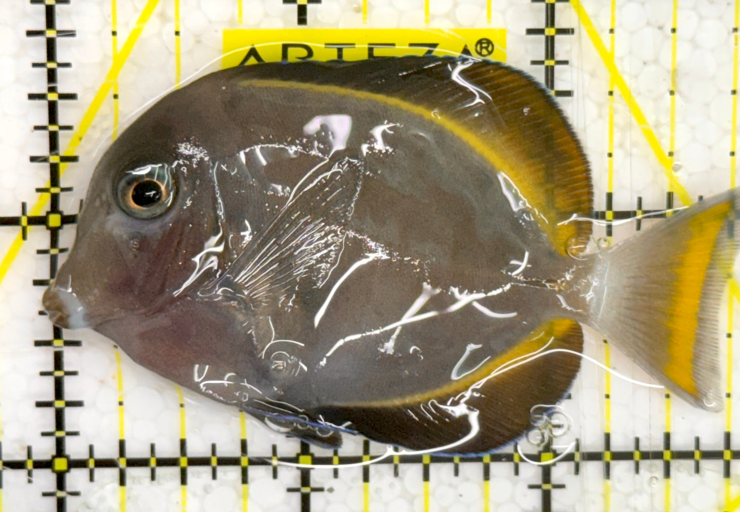 Powder Brown Tang PBT043003 WYSIWYG Size: S 2.75" approx