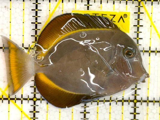 Powder Brown Tang PBT043003 WYSIWYG Size: S 2.75" approx