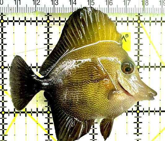Scopas Tang ST043003 WYSIWYG Size: M 3" approx