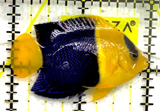 Bicolor Angelfish BA043001 WYSIWYG Size: S 2" approx