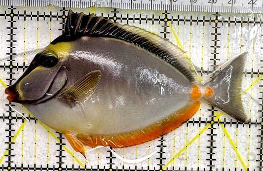 Naso Tang NT043001 WYSIWYG Size: 4.5”