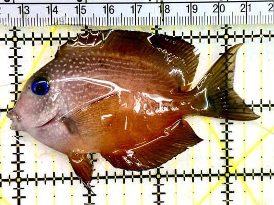 Blue Eye Kole Tang  BET043001 WYSIWYG Size: M 3.5”