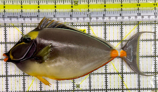 Naso Tang NT043002 WYSIWYG Size: XXL Streamers 9”