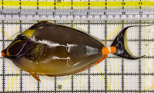 Naso Tang NT043003 WYSIWYG Size: 8”