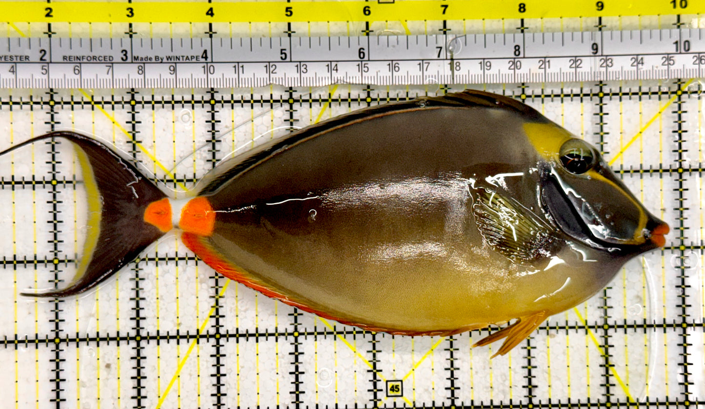 Naso Tang NT043003 WYSIWYG Size: 8”