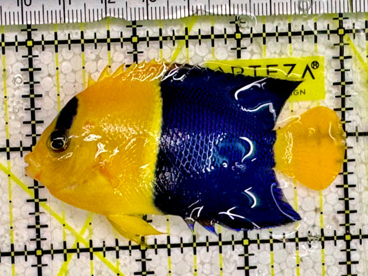 Bicolor Angelfish BAF043001 WYSIWYG Size: 3”
