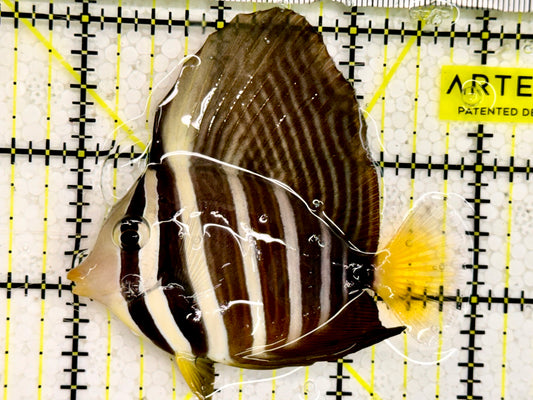 Sailfin Tang ST043001 WYSIWYG Size: M 3" approx