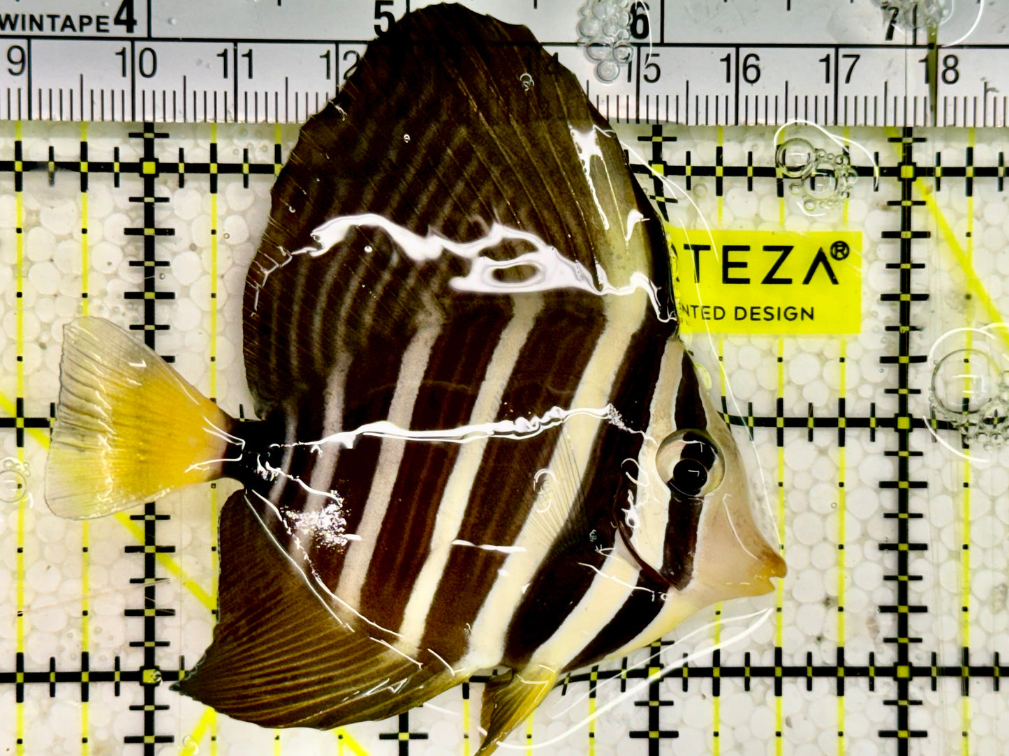 Sailfin Tang ST043001 WYSIWYG Size: M 3" approx
