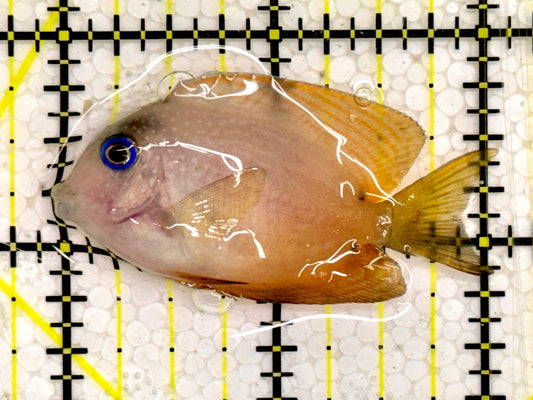 Blue Eye Kole Tang BET043001 WYSIWYG Size: S 2"