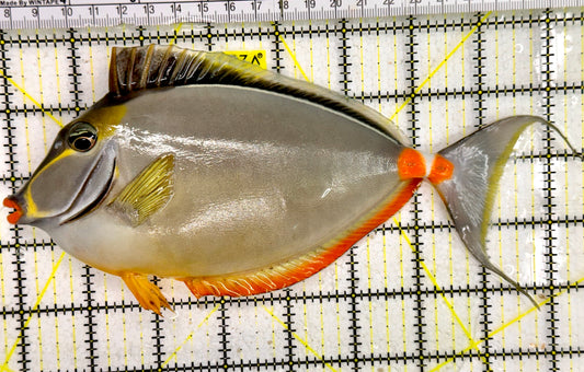 Naso Tang NT043004 WYSIWYG Size: 8”