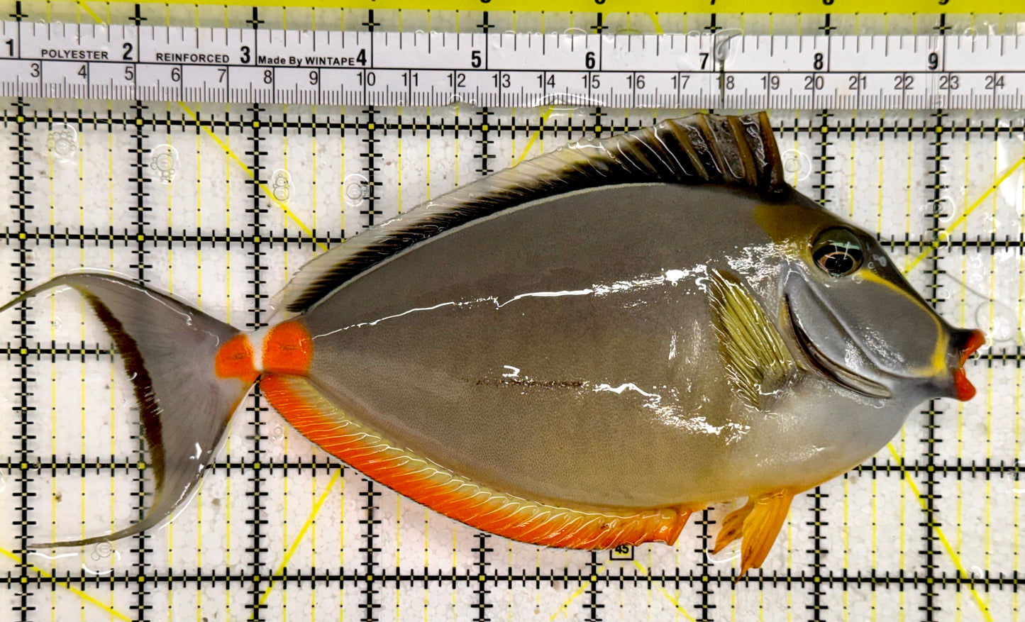 Naso Tang NT043004 WYSIWYG Size: 8”